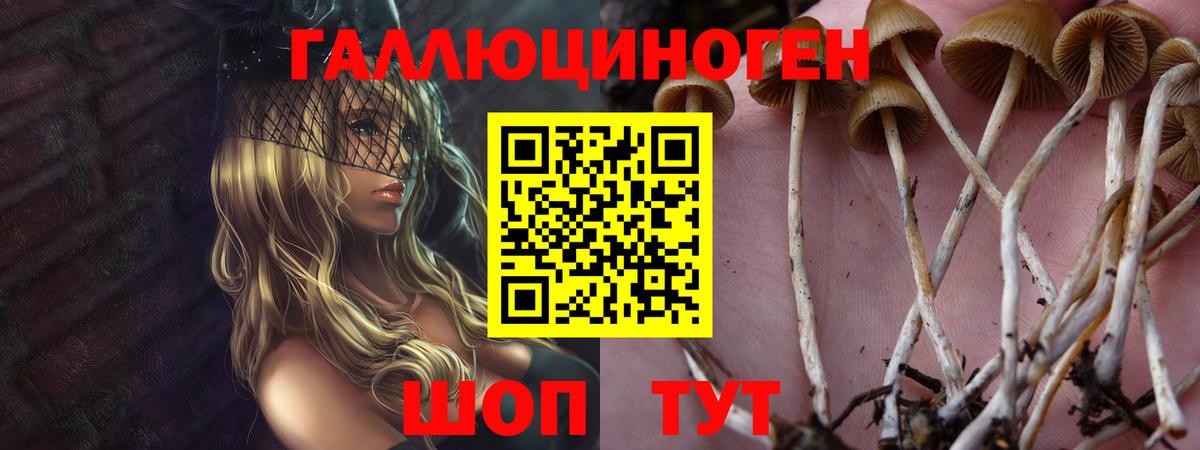 Псилоцибиновые грибы Cubensis  Вход с VPN  Салехард  купить наркотик  Псилоцибиновые грибы Psilocybe 